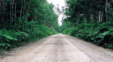 피톤치드 생태 숲길 걷기