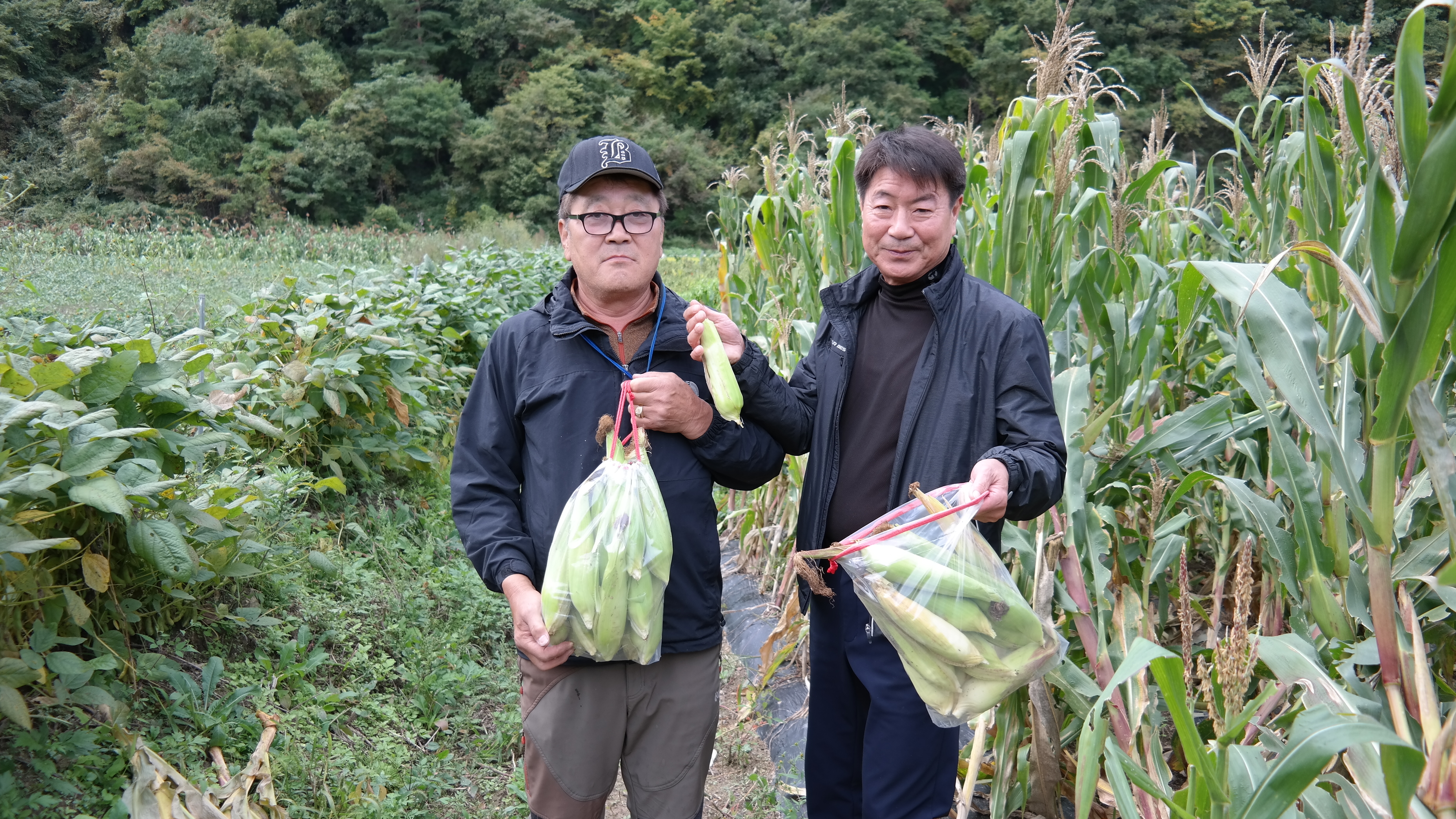 문바우마을 옥수수따기체험